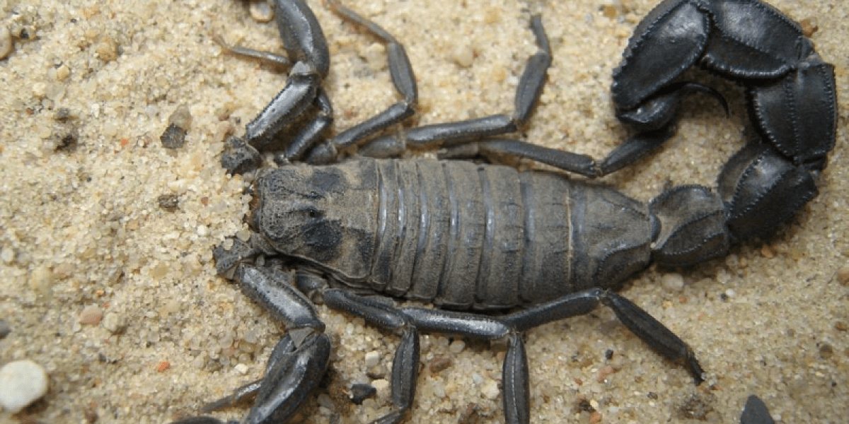 Более 500 человек ужалены в Египте скорпионами, которых ураган выкурил из своих укрытий