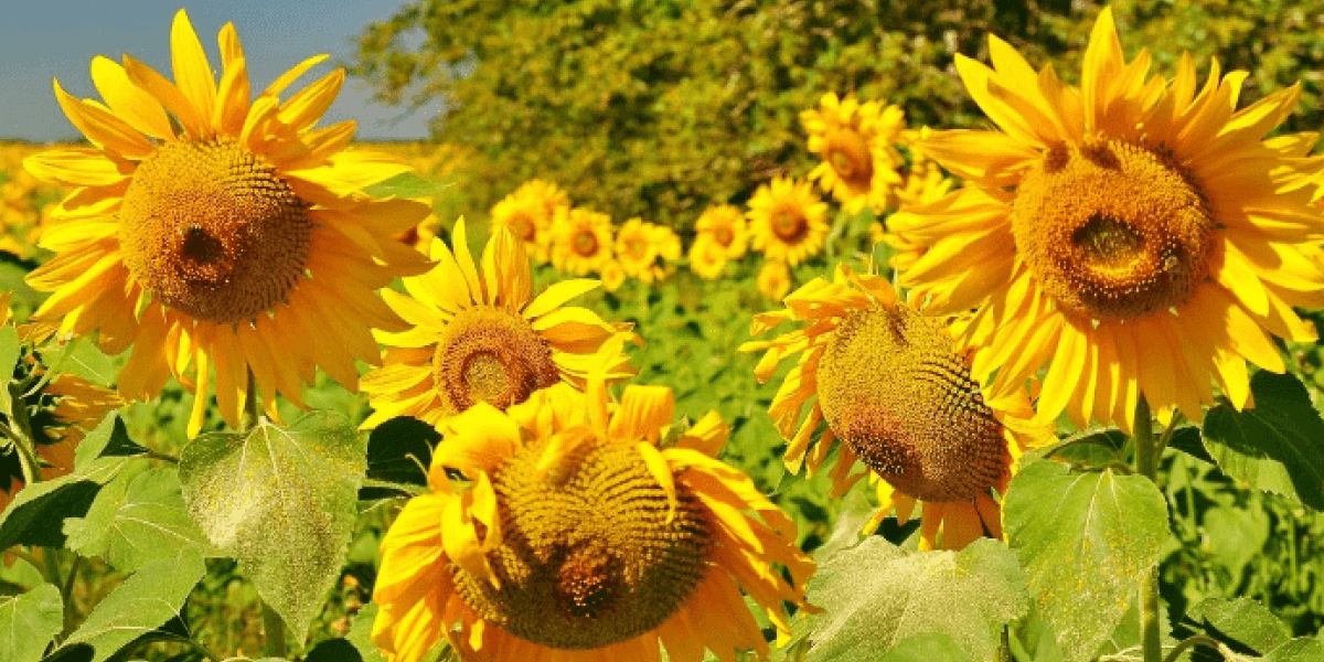 Россия планомерно сокращает экспорт продовольствия. В планах полный запрет на экспорт в недружественные страны