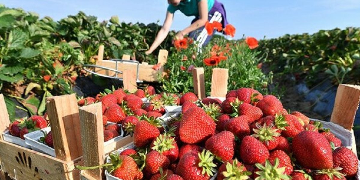 Сейчас очень выгодно на Украине перевозить людей и грузы в Европу и обратно,везут всё