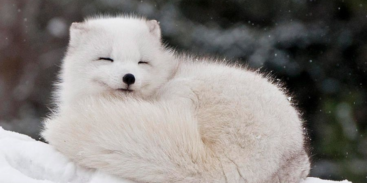 Европа обижается на «цинизм», угрожает реагировать и просит газу. Прямо три стадии Европа обижается на «цинизм», угрожает реагировать и просит газу. Прямо три стадии