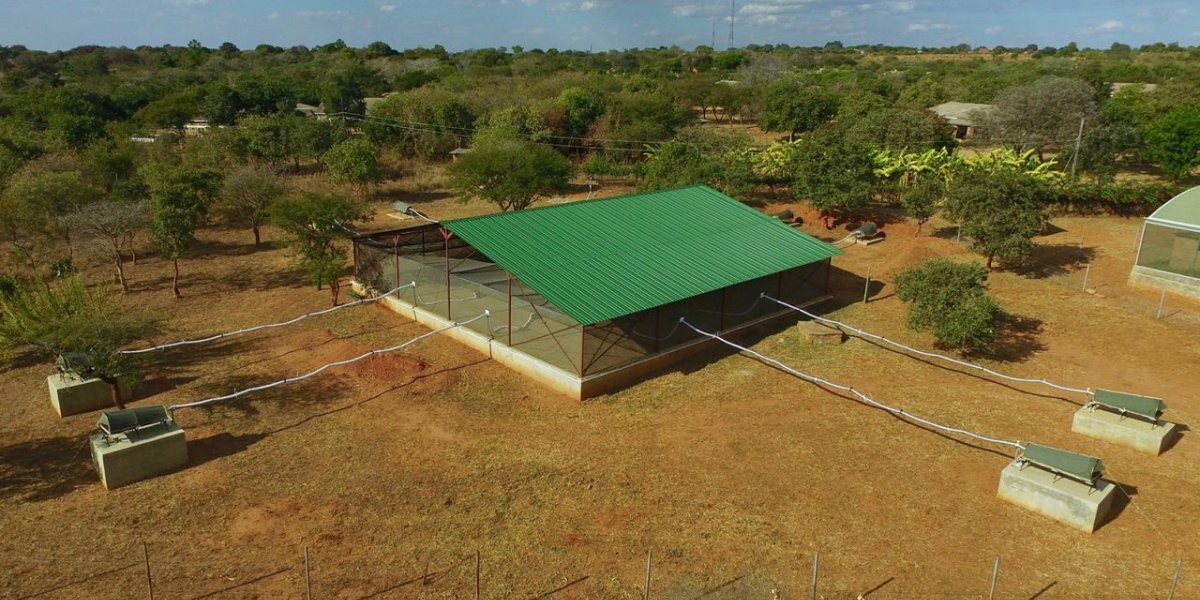 Доказано, комаров больше всего тянет на запах человека &ndash; каждый год комар передает паразитов малярии 600 тысячам землян