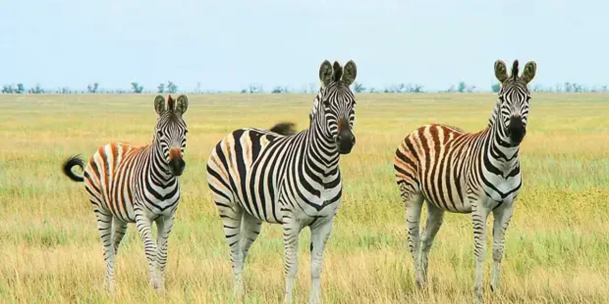 Что это за заповедник Аскания-Нова под Херсоном, о котором сказали Путину