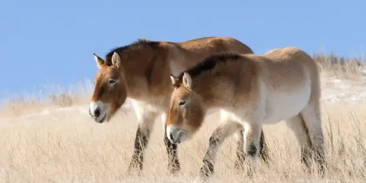 Что это за заповедник Аскания-Нова под Херсоном, о котором сказали Путину