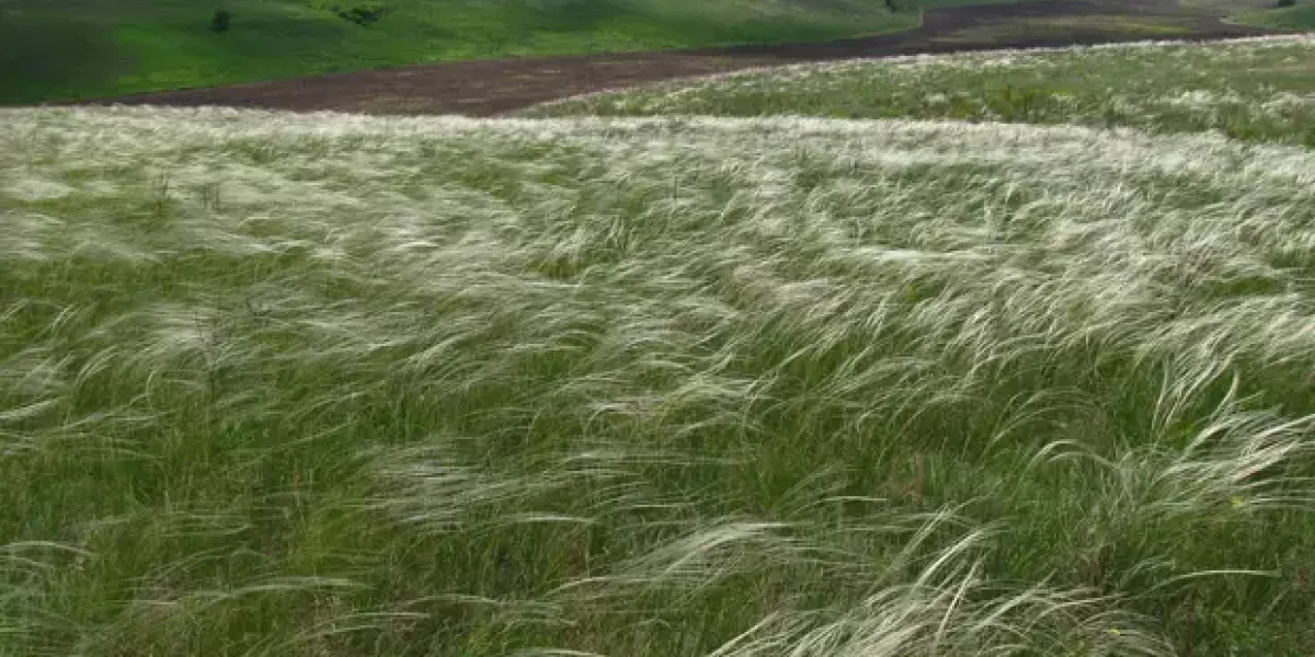 Что это за заповедник Аскания-Нова под Херсоном, о котором сказали Путину